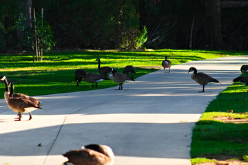 A flock of Canada geese gathers across a shaded park walkway and bright green lawn, with several birds grazing and resting nearby. © Savion