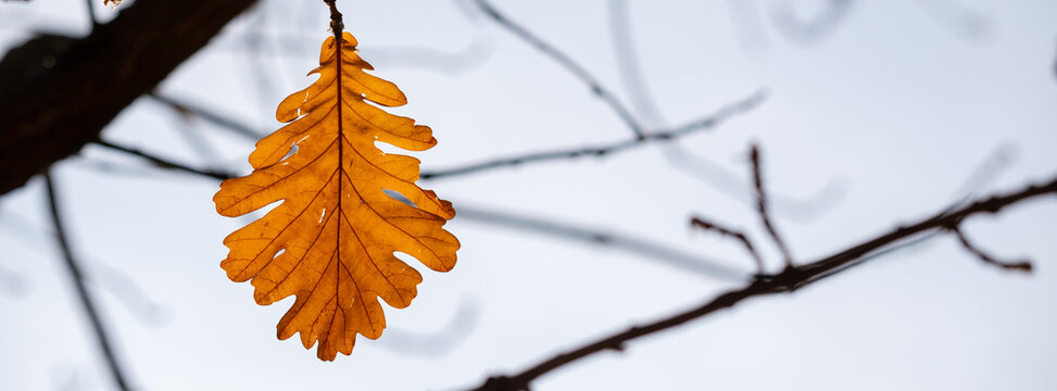 One last autumn oak leaf on a branch.