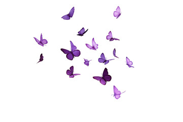 Fototapeta premium Collection of purple butterflies flying isolated on a white background
