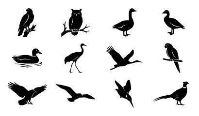 Naklejka premium Wild Bird Species in Natural Poses Black Silhouette Vector Collection