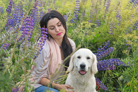 nice brunette girl posing with  golden retriver  at  blooming Lupins meadow at country side. cloudy evening
