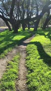 A dirt path leading through a grassy area with large trees casting long shadows, highlighting natural beauty and outdoor exploration., parque prado, montevideo, uruguay