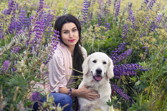 nice brunette girl posing with  golden retriver  at  blooming Lupins meadow at country side. cloudy evening