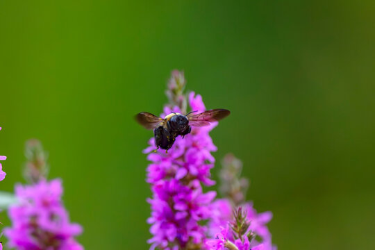 bumblebee in flight in Idaho