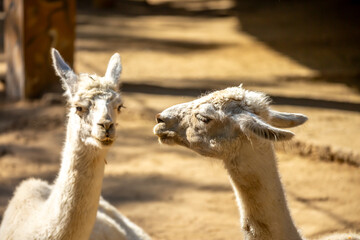 Naklejka premium Llama close-up. Portrait of a light-colored llama.