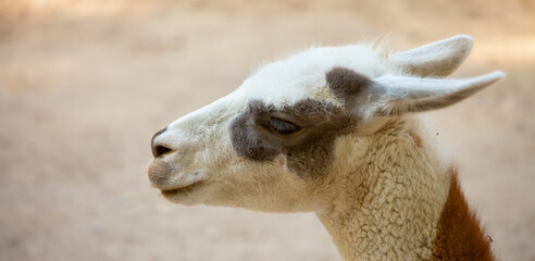 Naklejka premium Llama close-up. Portrait of a colorful llama.