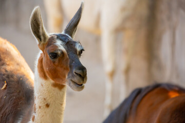 Naklejka premium Llama close-up. Portrait of a colorful llama.