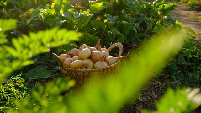 Onion harvest in the garden. Selective focus.