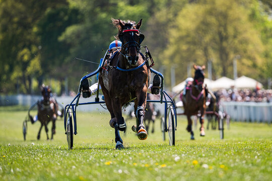 Head-on view of multiple harness racing horses competing on grass track, strong depth and perspective with leading horse in focus