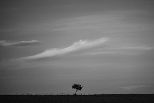 A minimalist black and white landscape featuring a silhouette of a lone tree on a horizon under a vast, calm sky