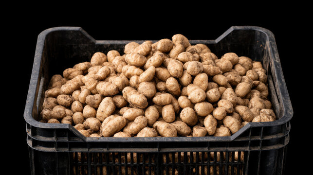 Freshly harvested tiger nuts filling a reusable black plastic crate isolated against a dark background