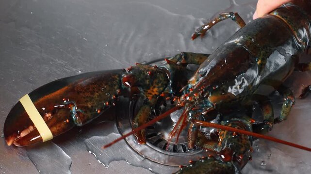 Lobster being prepared for cooking in a kitchen setting. A person holds a live lobster above a sink in a kitchen. The lobster has a rubber band on its claw.