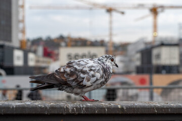 Naklejka premium Close-up of a speckled urban pigeon perched on a metal railing with construction cranes and modern city buildings softly blurred in the background.