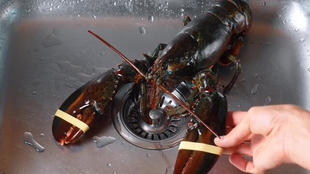 Lobster in sink being handled by a person's hand. A lobster with rubber bands on its claws is in a sink. A hand reaches to touch it.