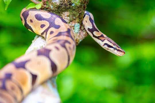 A python lies on the ground and on rocks in the wild.Close-up of a boa constrictor on a tree. Snake skin. Reptile.