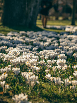 white crocuses blooming in spring sunlight