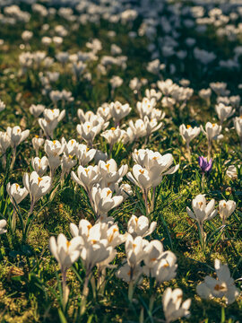white crocuses in sunlight