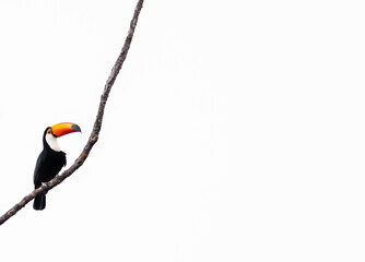 Naklejka premium toucan in a tree