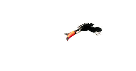 Naklejka premium toucan in flight
