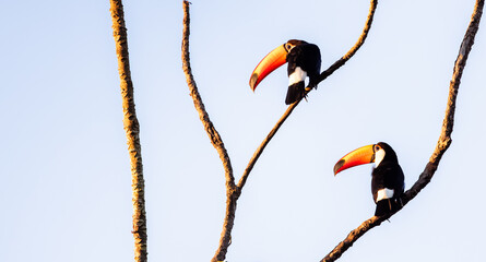 toucans in a tree © Agata Carr