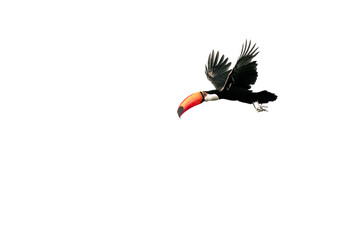 Naklejka premium toucan in flight