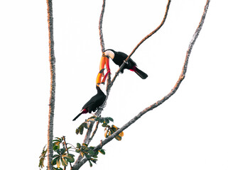 toucans on a tree © Agata Carr