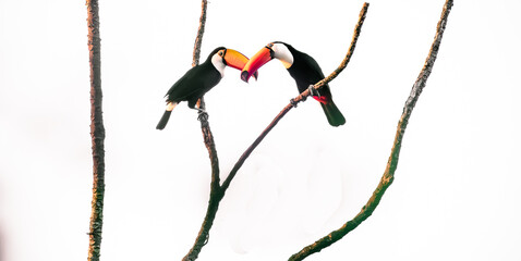 toucans on a tree © Agata Carr