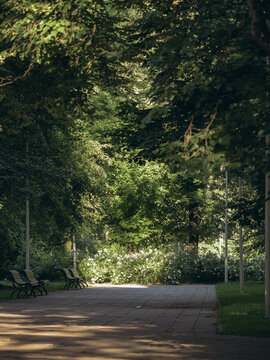 sunlit path through leafy green trees with benches and white flowers in a park