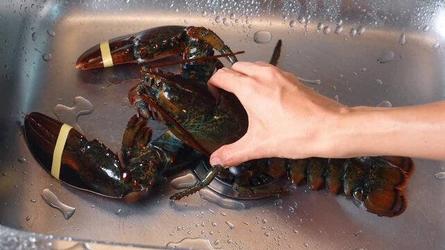 Person handling a live lobster in a silver sink with water droplets. A person is placing a live lobster in a sink filled with water. The lobster has rubber bands on its claws.