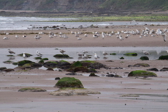 Holy Island beach