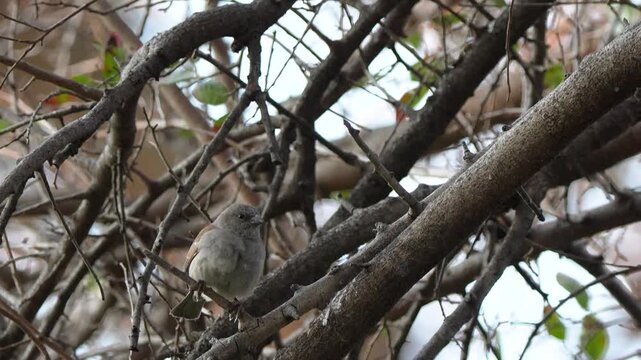 Southern Grey-Headed Sparrow Hopping Along Branch and Flying Off in 4K Slow Motion. Close-up wildlife footage of a Southern Grey-headed Sparrow (Passer diffusus) hopping along a tree branch.