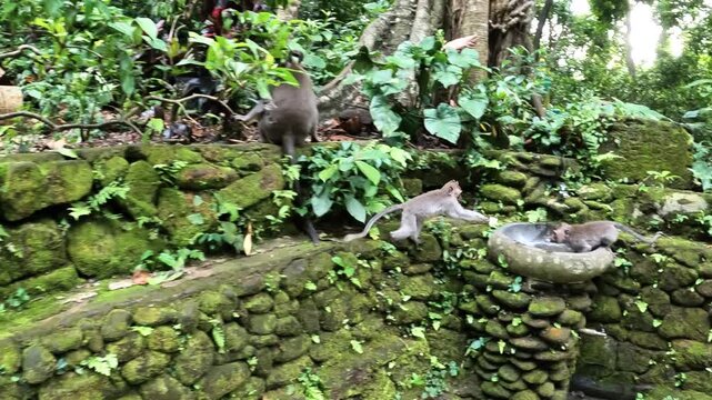 View of Long-Tailed Macaques at Ubud Monkey Forest in Bali, Indonesia, Surrounded by Balinese Temple Architecture. 