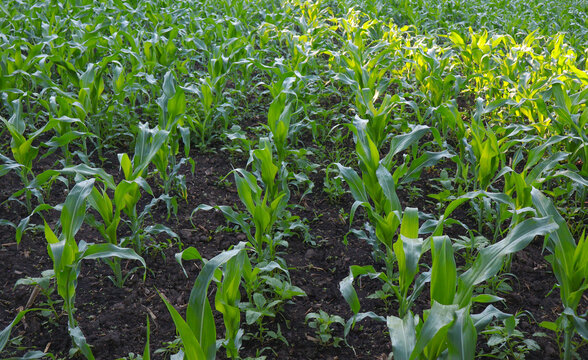 Young green corn plants growing in fertile soil in a summer field