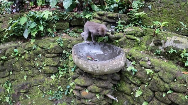 View of Long-Tailed Macaques at Ubud Monkey Forest in Bali, Indonesia, Surrounded by Balinese Temple Architecture. 