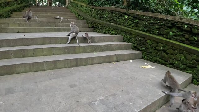 View of Long-Tailed Macaques at Ubud Monkey Forest in Bali, Indonesia, Surrounded by Balinese Temple Architecture. 