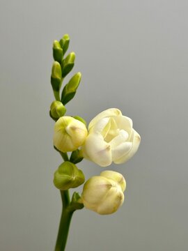 Fresh white freesia flower close up
