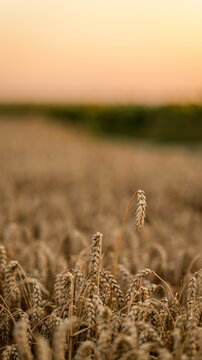 Golden wheat field at sunset with soft orange sky and blurred background