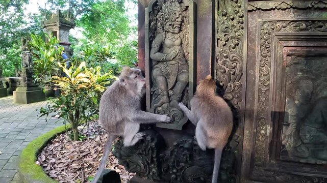 View of Long-Tailed Macaques at Ubud Monkey Forest in Bali, Indonesia, Surrounded by Balinese Temple Architecture. 