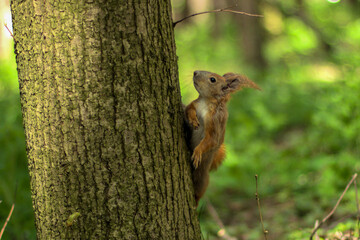 squirrel on a tree © Zoia