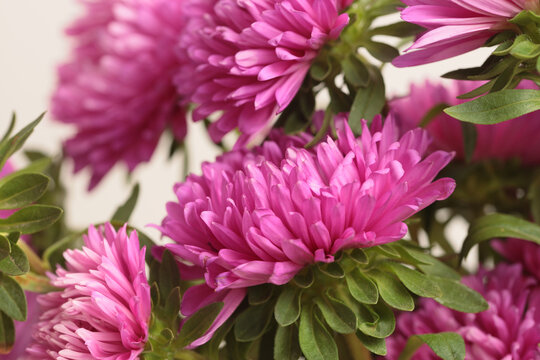 Close-up selective soft focus pink, purple chrysanthemums, aster Flower petals, leaf. Natural background