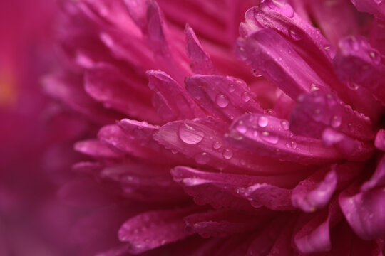 Smoke close-up selective soft focus pink chrysanthemums Flower bud petal with water Drops. Natural blur background.