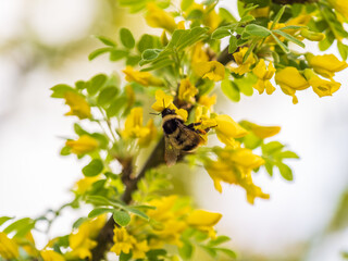A bee collects nectar on a yellow acacia. Acacia tree branch with green leaves and yellow flowers. © Dmitrii Potashkin
