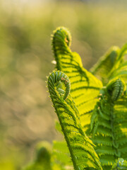 Natural green young ostrich fern or shuttlecock fern © Dmitrii Potashkin