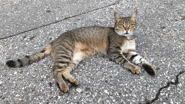 A playful brown tabby cat is resting and looking at the camera