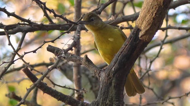 A yellow-bellied greenbul (Chlorocichla flaviventris) perched among tree branches, looking around alertly before suddenly diving from the perch. Detailed 4K slow motion in natural African Woodland.
