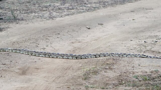 Indian Rock Python crossing a dirt track in dry scrubland