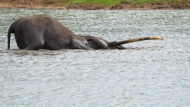 Asian Elephant tusker rolling and wallowing in river shallows