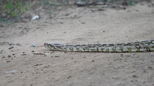 Indian Rock Python crossing a dirt track at ground level