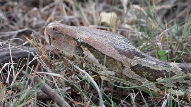 Indian Rock Python head close-up among dry grass
