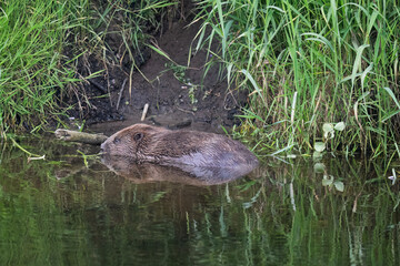 Beaver at the waters edge © Digital Nature 